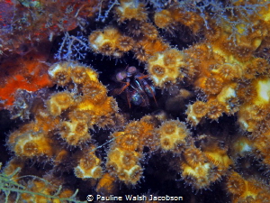 Dark Mantis Shrimp and coral Polyps, Blue Heron Bridge, F... by Pauline Walsh Jacobson 
